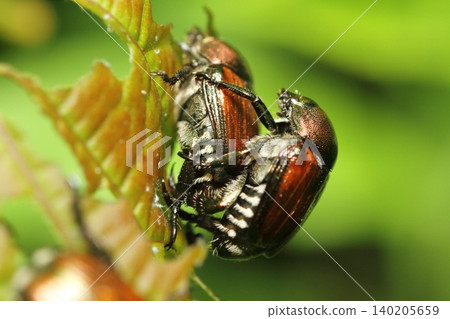 Close-up of Japanese beetles mating Close-up of Japanese beetles mating 140205659