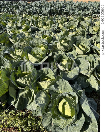 Cabbage field Cabbage field 140205663