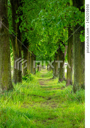 Linden tree avenue in the Czech Republic near Humprecht Castle, with tall leafy trees and soft green grass forming a peaceful shaded walkway in a lush natural landscape. Linden tree avenue in the Czech Republic near Humprecht Castle, with tall leafy trees and soft green grass forming a peaceful shaded walkway in a lush natural landscape. 140205698