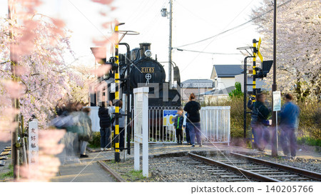 日中線兩旁櫻花樹成蔭；人們欣賞蒸氣機車；福島縣 140205766