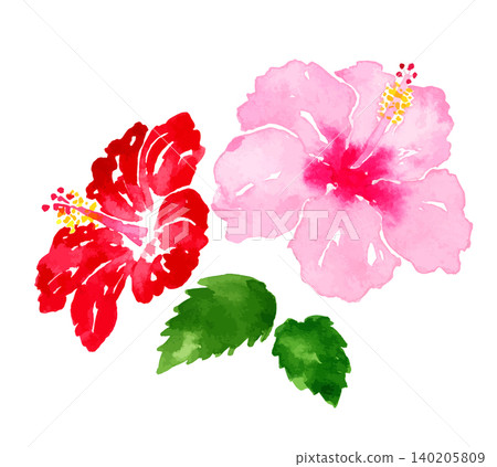 一幅粉紅色和紅色芙蓉花的水彩畫，描繪了一個熱帶度假勝地的花卉插圖。 140205809