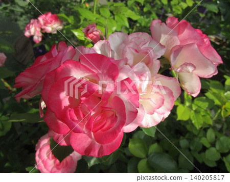 桃紅色玫瑰花 桃紅色玫瑰花 140205817