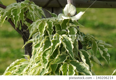 Variegated dogwood - May 2026 Variegated dogwood - May 2026 140206214