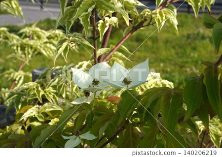 花葉山茱萸 - 2026年5月 花葉山茱萸 - 2026年5月 140206219