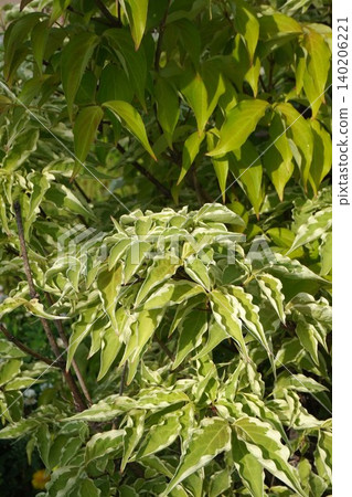 Variegated dogwood - May 2026 Variegated dogwood - May 2026 140206221
