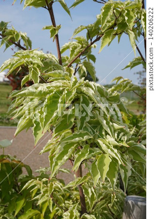 花葉山茱萸 - 2026年5月 花葉山茱萸 - 2026年5月 140206222