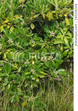 Young Pittosporum tobira fruit - May 2026 140206308
