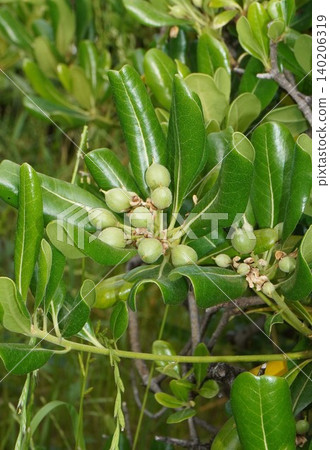Young Pittosporum tobira fruit - May 2026 Young Pittosporum tobira fruit - May 2026 140206319