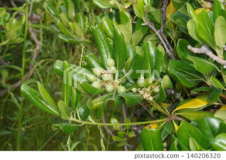 Young Pittosporum tobira fruit - May 2026 Young Pittosporum tobira fruit - May 2026 140206320