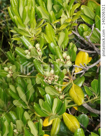 Young Pittosporum tobira fruit - May 2026 Young Pittosporum tobira fruit - May 2026 140206321