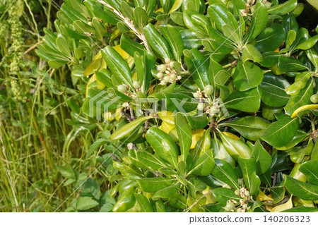 Young Pittosporum tobira fruit - May 2026 Young Pittosporum tobira fruit - May 2026 140206323