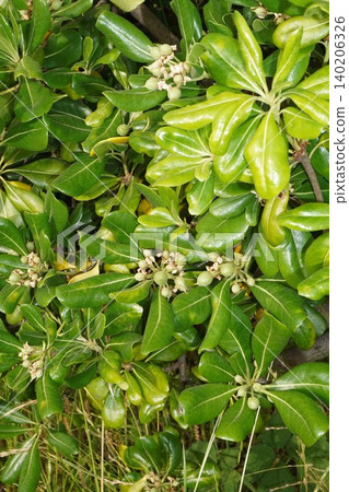 Young Pittosporum tobira fruit - May 2026 Young Pittosporum tobira fruit - May 2026 140206326