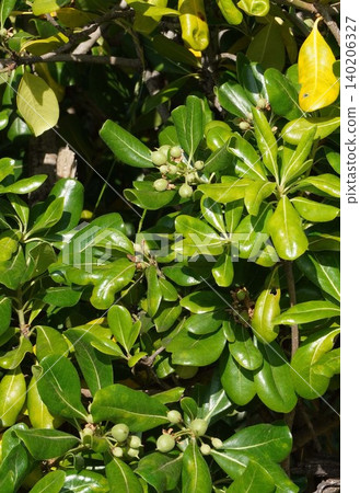 Young Pittosporum tobira fruit - May 2026 Young Pittosporum tobira fruit - May 2026 140206327