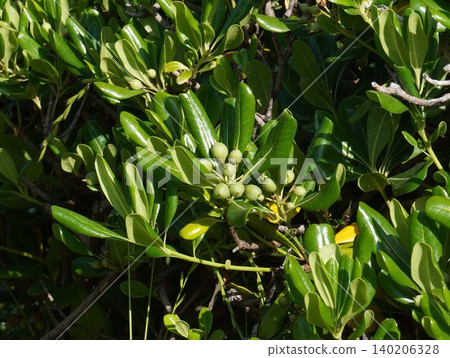 Young Pittosporum tobira fruit - May 2026 140206328