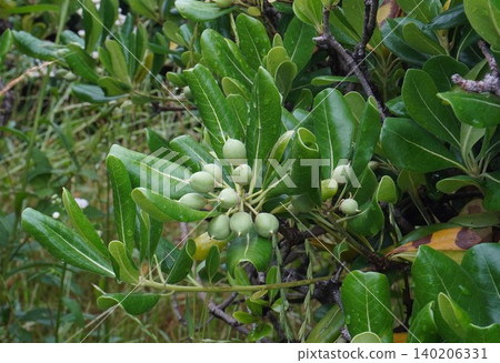 Young Pittosporum tobira fruit - May 2026 Young Pittosporum tobira fruit - May 2026 140206331