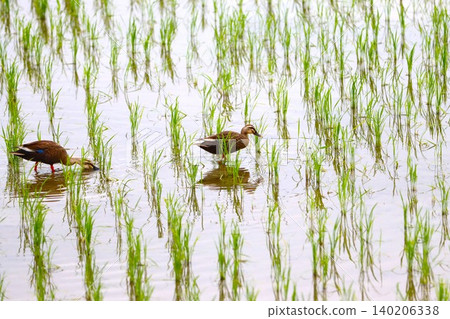 Two ducks searching for food among rice seedlings in a paddy field. Two ducks searching for food among rice seedlings in a paddy field. 140206338