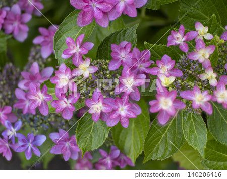 Vibrant hydrangeas blooming in the flowerbed 140206416