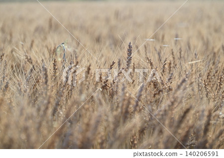 Wheat field waiting for harvest Wheat field waiting for harvest 140206591