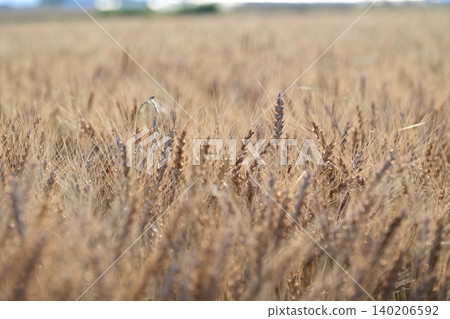 Wheat field waiting for harvest Wheat field waiting for harvest 140206592