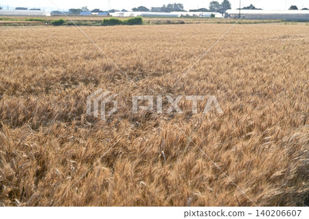 Wheat field waiting for harvest Wheat field waiting for harvest 140206607