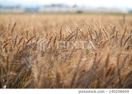 Wheat field waiting for harvest Wheat field waiting for harvest 140206609