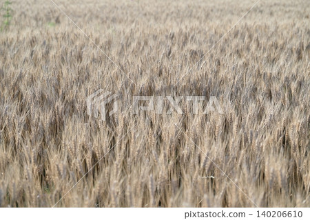 Wheat field waiting for harvest Wheat field waiting for harvest 140206610