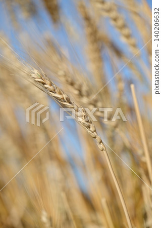 Wheat field waiting for harvest 140206632