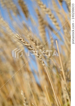 Wheat field waiting for harvest Wheat field waiting for harvest 140206633