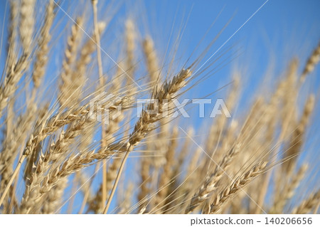 Wheat field waiting for harvest Wheat field waiting for harvest 140206656