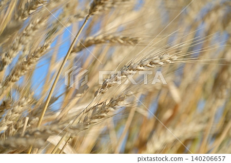 Wheat field waiting for harvest Wheat field waiting for harvest 140206657