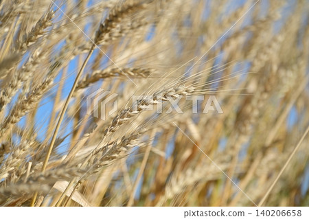 Wheat field waiting for harvest Wheat field waiting for harvest 140206658