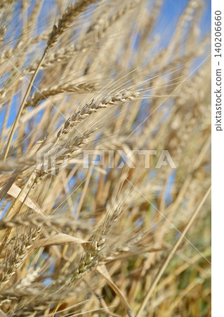 Wheat field waiting for harvest Wheat field waiting for harvest 140206660