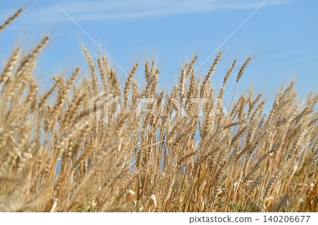 Wheat field waiting for harvest Wheat field waiting for harvest 140206677