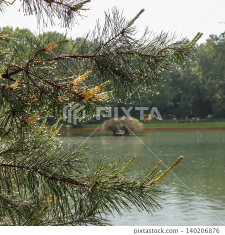 Pine tree needles sparkling with raindrops reflecting nature's fresh beauty after rain overlooking a peaceful lake 140206876