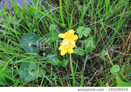 在奧茲沼澤地盛開的沼澤萬壽菊。 在奧茲沼澤地盛開的沼澤萬壽菊。 140206939