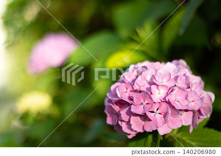 Pink hydrangea 140206980