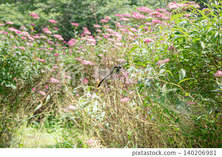 Oniyama perching on a flower 140206981