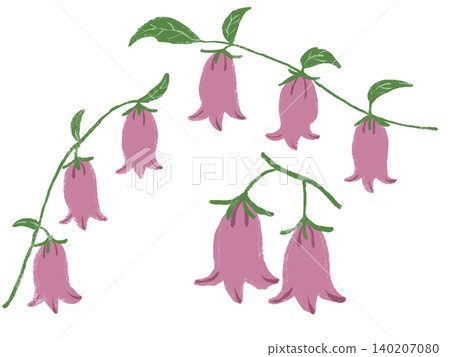 Three illustrations of bellflowers Three illustrations of bellflowers 140207080