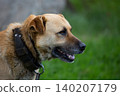 Dog on a chain 140207179