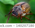 A beetle on a leaf 140207180