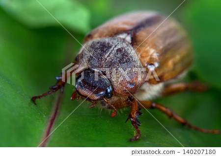 A beetle on a leaf A beetle on a leaf 140207180