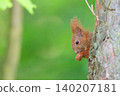 Red squirrel in the forest 140207181