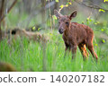 Young moose in the forest 140207182