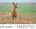 Roe deer in a clearing 140207183