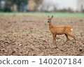 Roe deer in a clearing 140207184