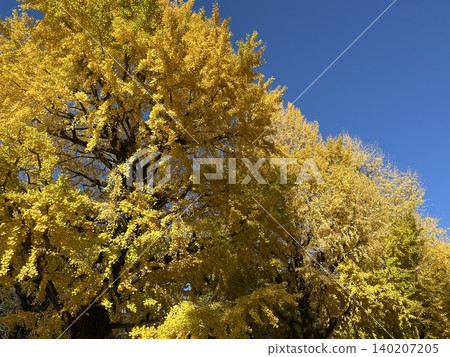 Japanese autumn leaves, ginkgo trees, stand out against the blue sky. Japanese autumn leaves, ginkgo trees, stand out against the blue sky. 140207205