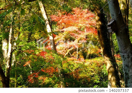 【神奈川縣】森林裡的秋葉和鳥屋 【神奈川縣】森林裡的秋葉和鳥屋 140207337