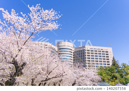 Cherry blossoms in Tsurumai Park and Nagoya University Hospital (Nagoya University Hospital) Cherry blossoms in Tsurumai Park and Nagoya University Hospital (Nagoya University Hospital) 140207356