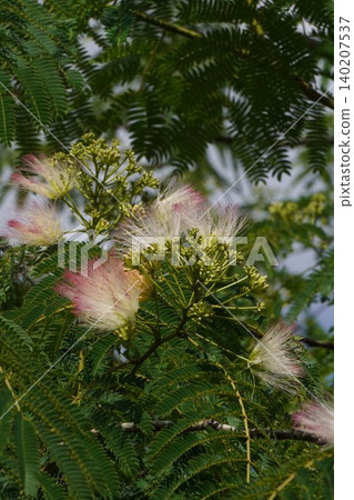 Albizia julibrissin flowers, May 2026 Albizia julibrissin flowers, May 2026 140207537