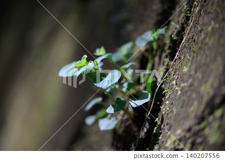 Plants growing on moss-covered rock faces Plants growing on moss-covered rock faces 140207556
